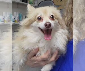 Pomeranian Dogs for adoption in Oakland Park, FL, USA