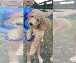 Labradoodle Puppy for sale in ALAFAYA, FL, USA
