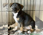 Small #3 Bernese Mountain Dog-Labrador Retriever Mix