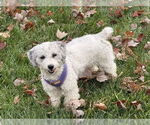 Small #1 Poodle (Miniature) Mix