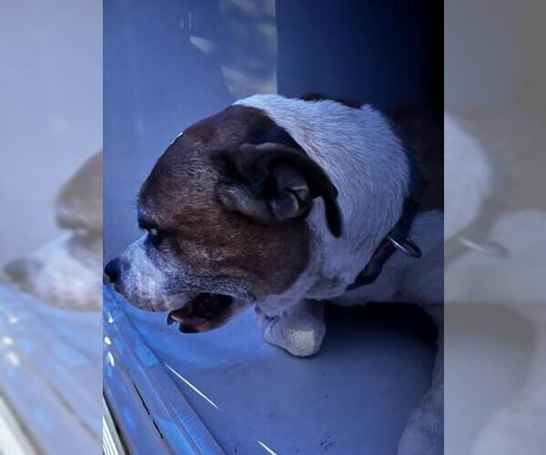 Medium Photo #1 Beagle-Unknown Mix Puppy For Sale in Houston, TX, USA