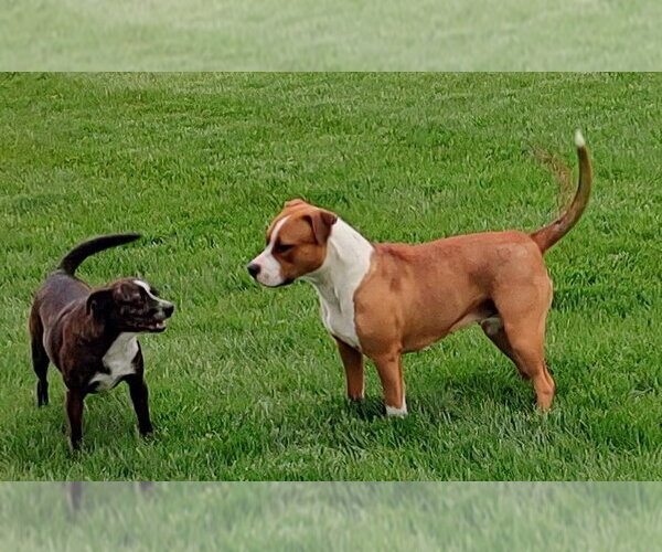 Medium Photo #2 Bullboxer Pit Puppy For Sale in Westmont, IL, USA