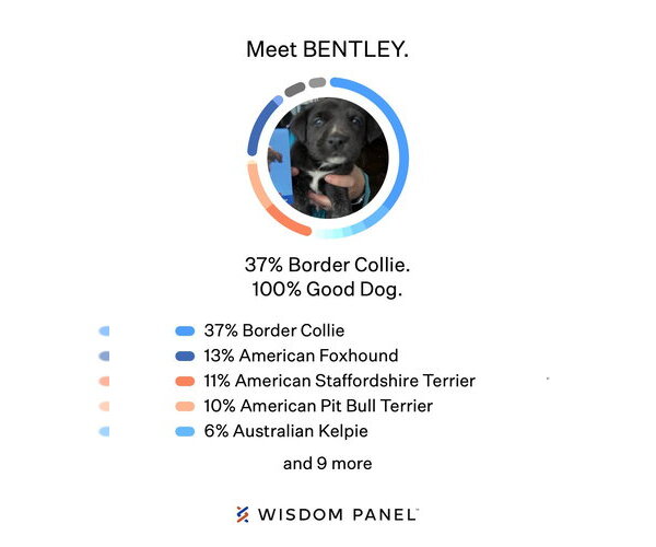 Medium Photo #3 Border Collie-Unknown Mix Puppy For Sale in Landenberg, PA, USA