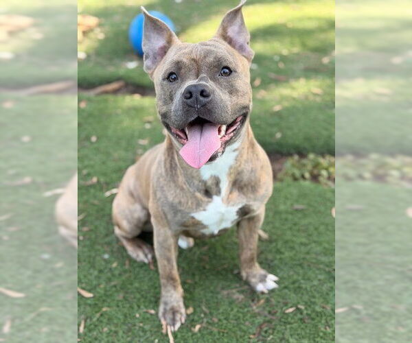 Medium Photo #2 American Bulldog-Unknown Mix Puppy For Sale in Fremont, CA, USA