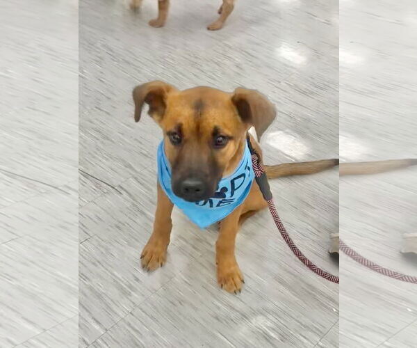 Medium Photo #3 Black Mouth Cur-Unknown Mix Puppy For Sale in GILBERTS, IL, USA