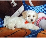 Small Photo #5 Maltese Puppy For Sale in ATGLEN, PA, USA