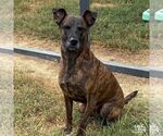 Small #3 Dutch Shepherd  Mix