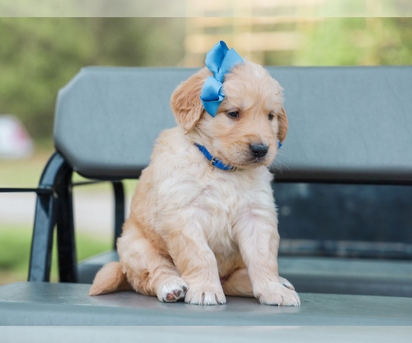 Medium Photo #3 Golden Retriever Puppy For Sale in LIBERTY, KY, USA