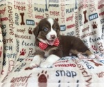 Small #6 Miniature Australian Shepherd
