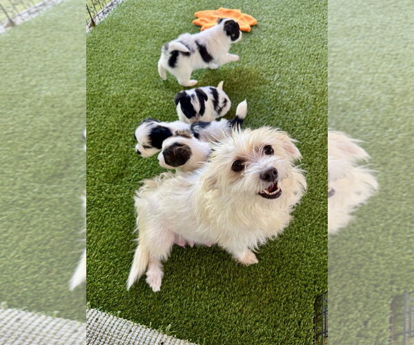 Medium Photo #3 Mutt Puppy For Sale in Marina Del Rey, CA, USA