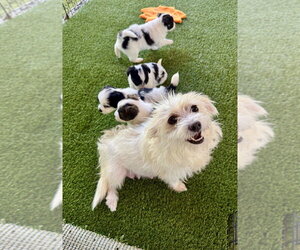 Princey - Female Mutt Dog for Adoption - Photo #3