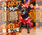 Small Photo #5 Plott Hound-Unknown Mix Puppy For Sale in Mooresville, NC, USA