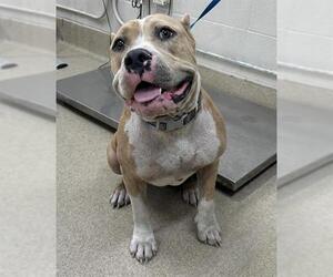 American Bulldog-Unknown Mix Dogs for adoption in Grand Prairie, TX, USA