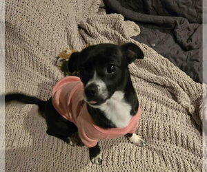 Hecate *Arriving 2/20* - Female Jack Chi Dog for Adoption - Photo #2