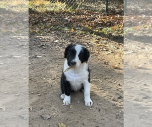 English Shepherd Puppy for sale in CHAPEL HILL, NC, USA