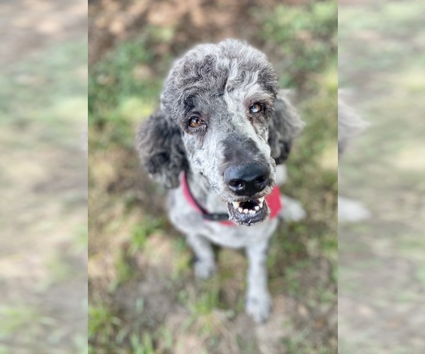 Medium Photo #1 Poodle (Standard) Puppy For Sale in BUFFALO, MO, USA