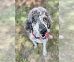 Image preview for Ad Listing. Nickname: Arlo