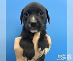 Small #6 Mutt