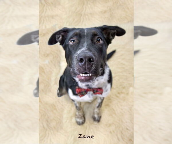 Medium Photo #4 Pointer-Unknown Mix Puppy For Sale in Hot Springs Village, AR, USA