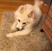 Small Photo #2 Pomsky Puppy For Sale in WHEELERSBURG, OH, USA