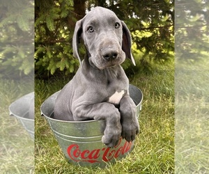 Great Dane Puppy for sale in MIDDLEBURY, IN, USA
