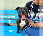 *GUMBALINA - Female Pug-Unknown Mix Dog for Adoption - Small photo