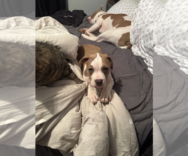 Medium Photo #3 Mutt Puppy For Sale in Garner, NC, USA