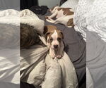 Small #2 Mutt