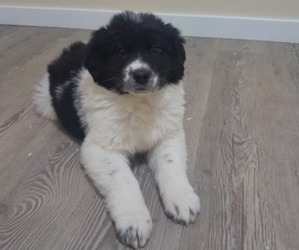 Newfoundland-Saint Bernard Mix Puppy for sale in COLVILLE, WA, USA
