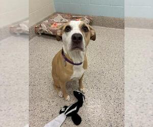 Mutt Dogs for adoption in Brighton, CO, USA