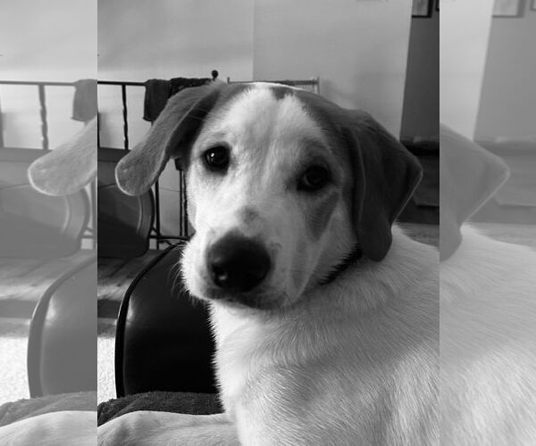 Medium Photo #11 Great Pyrenees-Unknown Mix Puppy For Sale in Mount Laurel, NJ, USA