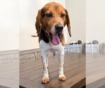 Small #5 Beagle