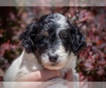 Small F2 Aussiedoodle
