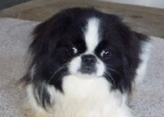Mother of the Japanese Chin puppies born on 08/08/2018