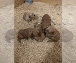 Small #10 Golden Retriever