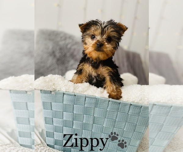 Medium Photo #9 Yorkshire Terrier Puppy For Sale in COOKEVILLE, TN, USA