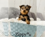 Small Photo #9 Yorkshire Terrier Puppy For Sale in COOKEVILLE, TN, USA