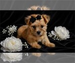 Small #2 Yorkshire Terrier