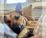 Small #2 Rhodesian Ridgeback Mix