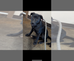 Small #2 Labrador Retriever