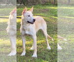 Small #1 Labrador Retriever Mix