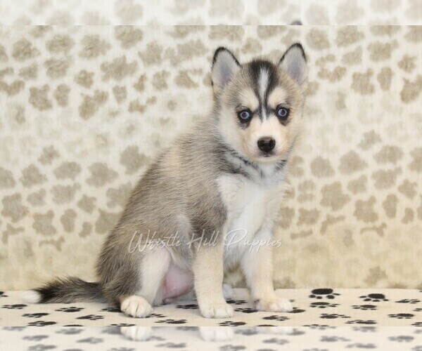 Medium Photo #4 Pomsky Puppy For Sale in DENVER, PA, USA