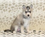 Small #3 Pomsky