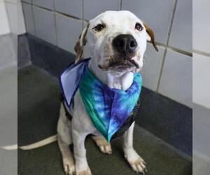 American Staffordshire Terrier Dogs for adoption in San Antonio, TX, USA