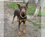 Small Doberman Pinscher