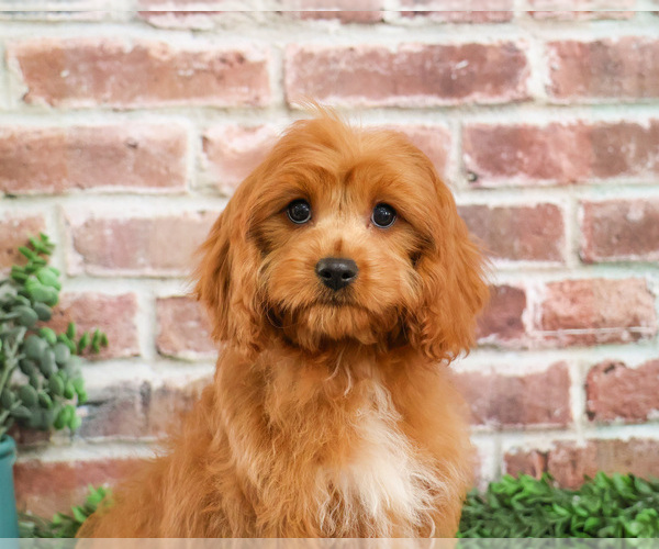 Medium Photo #4 Cavapoo (Miniature) Puppy For Sale in SYRACUSE, IN, USA