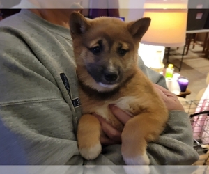 Shiba Inu Puppy for sale in SPRINGFIELD, MO, USA