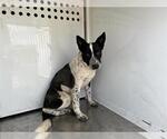 Small Australian Cattle Dog Mix