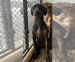 Catahoula Leopard Dog-Unknown Mix Dogs for adoption in Sterling, MA, USA