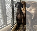 sushi 3 months - Female Catahoula Leopard Dog-Unknown Mix Dog for Adoption - Small photo